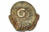 Jurassic Ammonite (Parkinsonia) Fossil - Sengenthal, Germany #357379-1